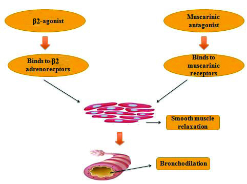 Represent the mechanism of Inhaled corticosteroids [ 15 , 16 ].