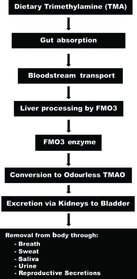 l-carnitine side effects fishy odor tmao Carnitine, Choline, Cancer, & Cholesterol: The TMAO Connection