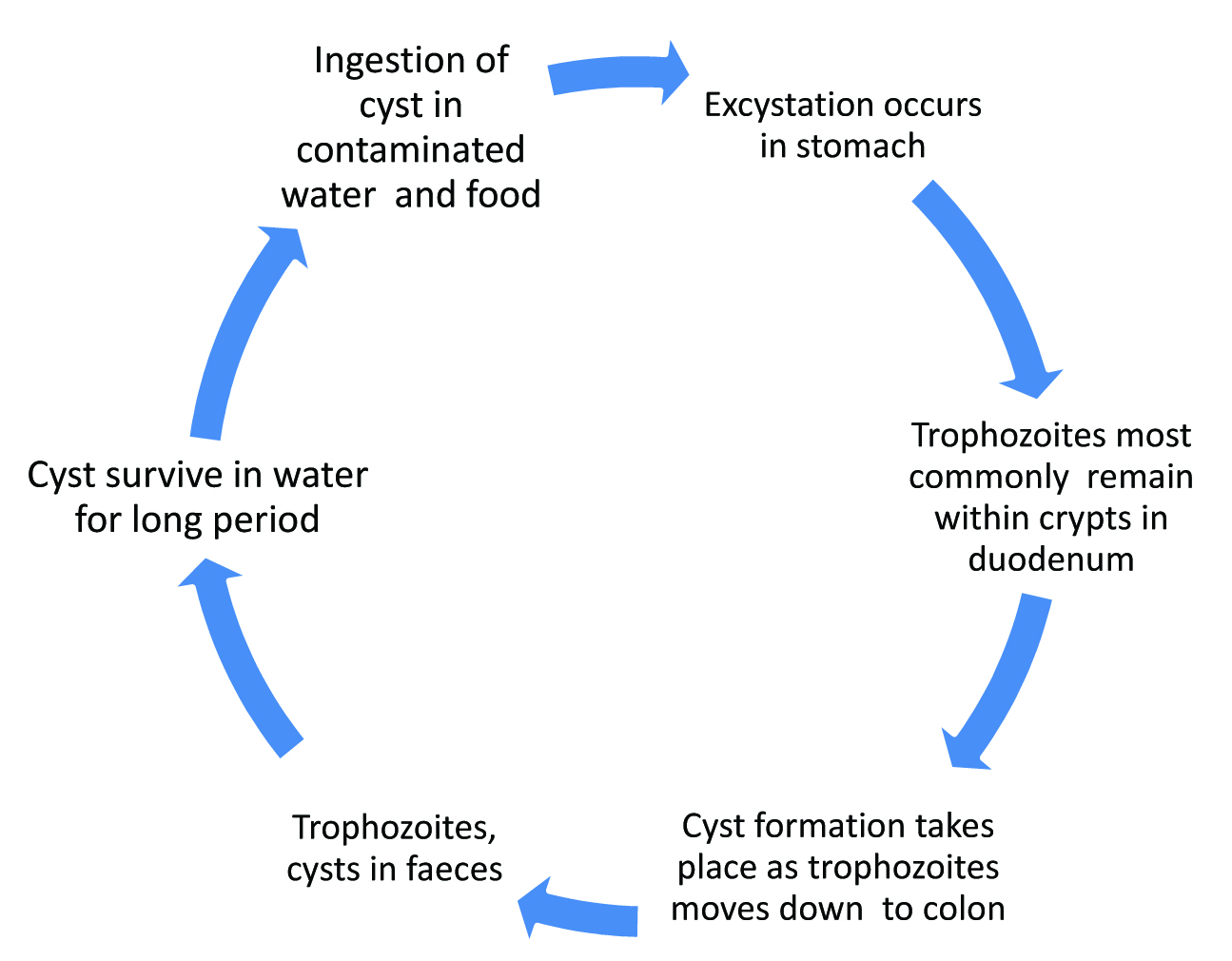 giardia life cycle)